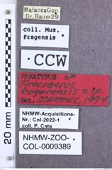 Etikett zu Melanoxanthus melanocephalus (Fabricius, 1781)